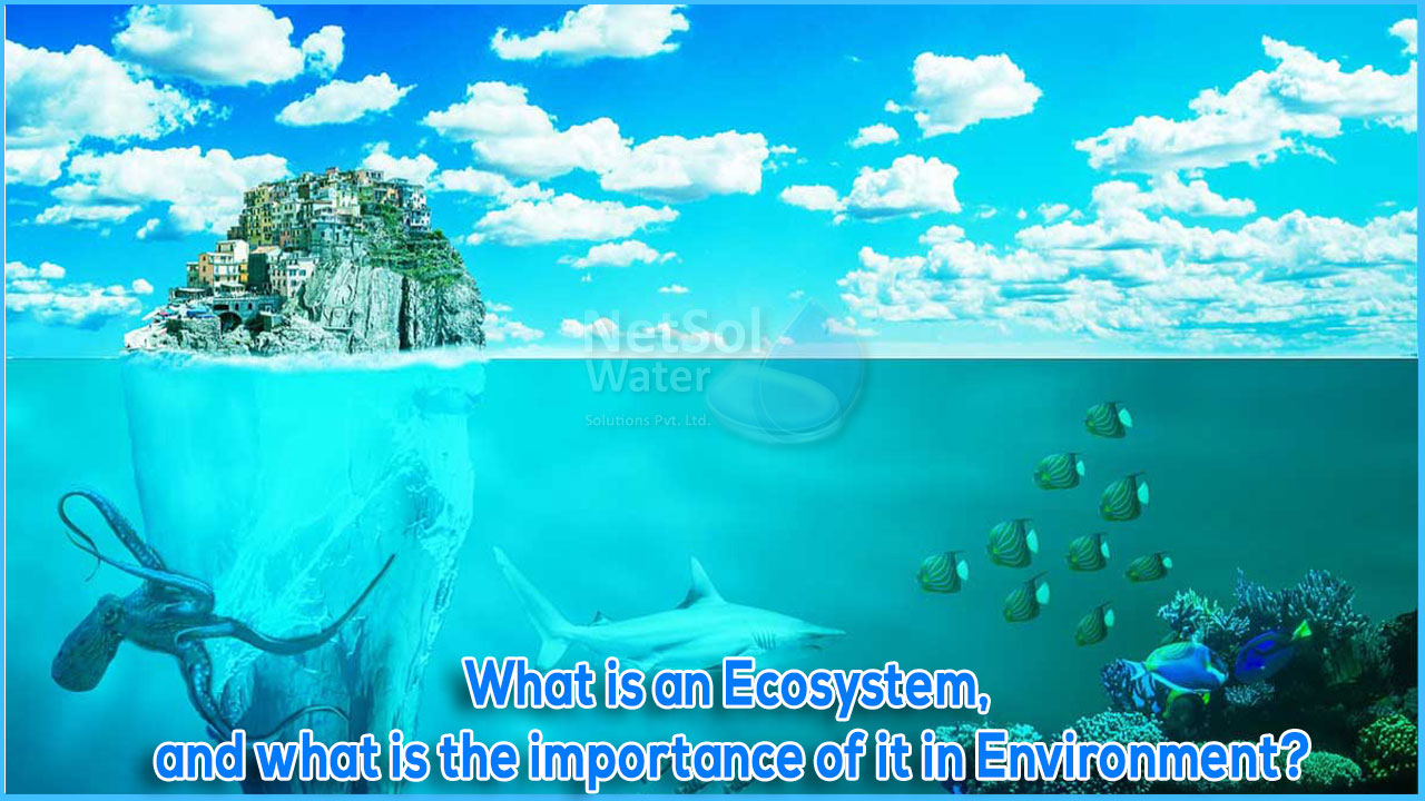 Ecosystem, importance of ecosystem in environment, how to create better ecosystem for all creatures