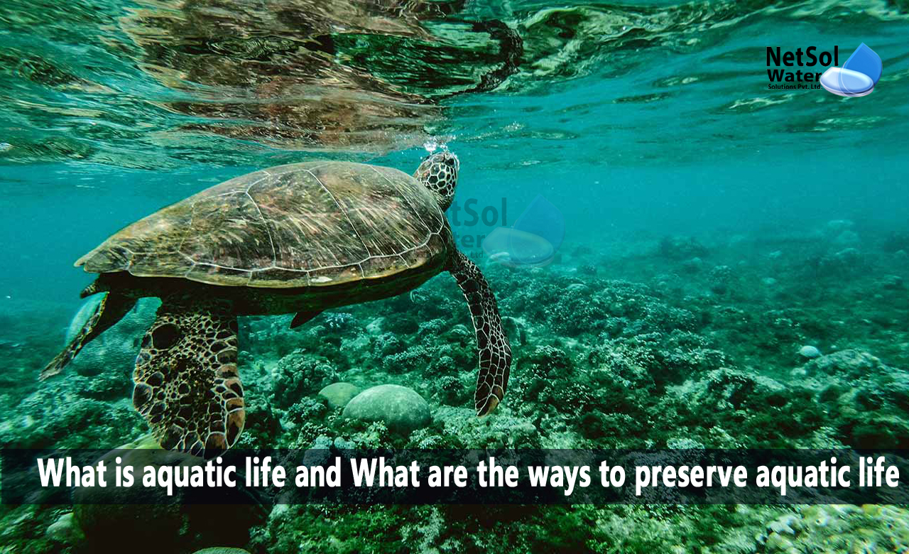 What is aquatic life, Why is it important to preserve aquatic life, What are the ways to preserve aquatic life