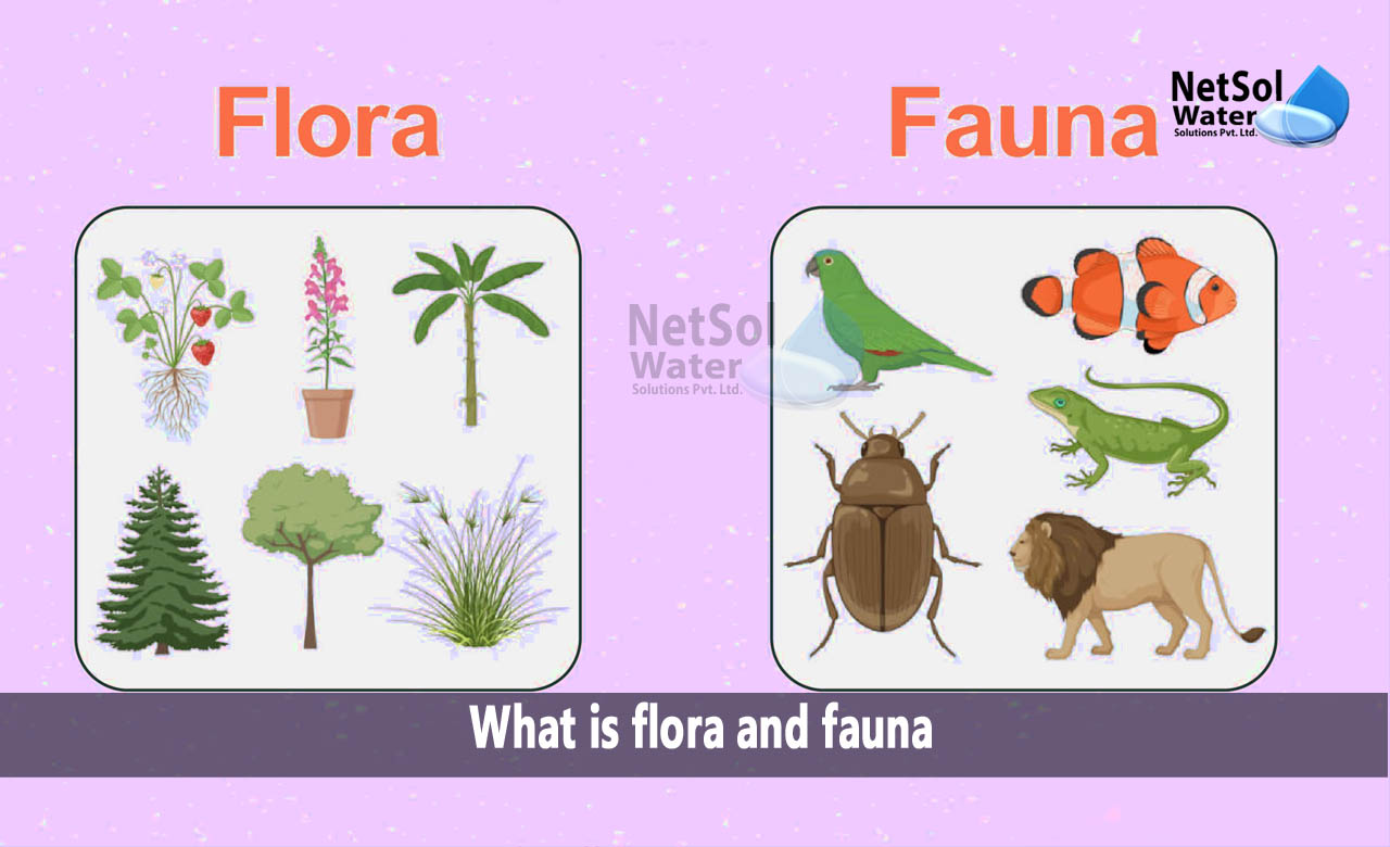 What is Flora, What is Fauna, What is flora and fauna