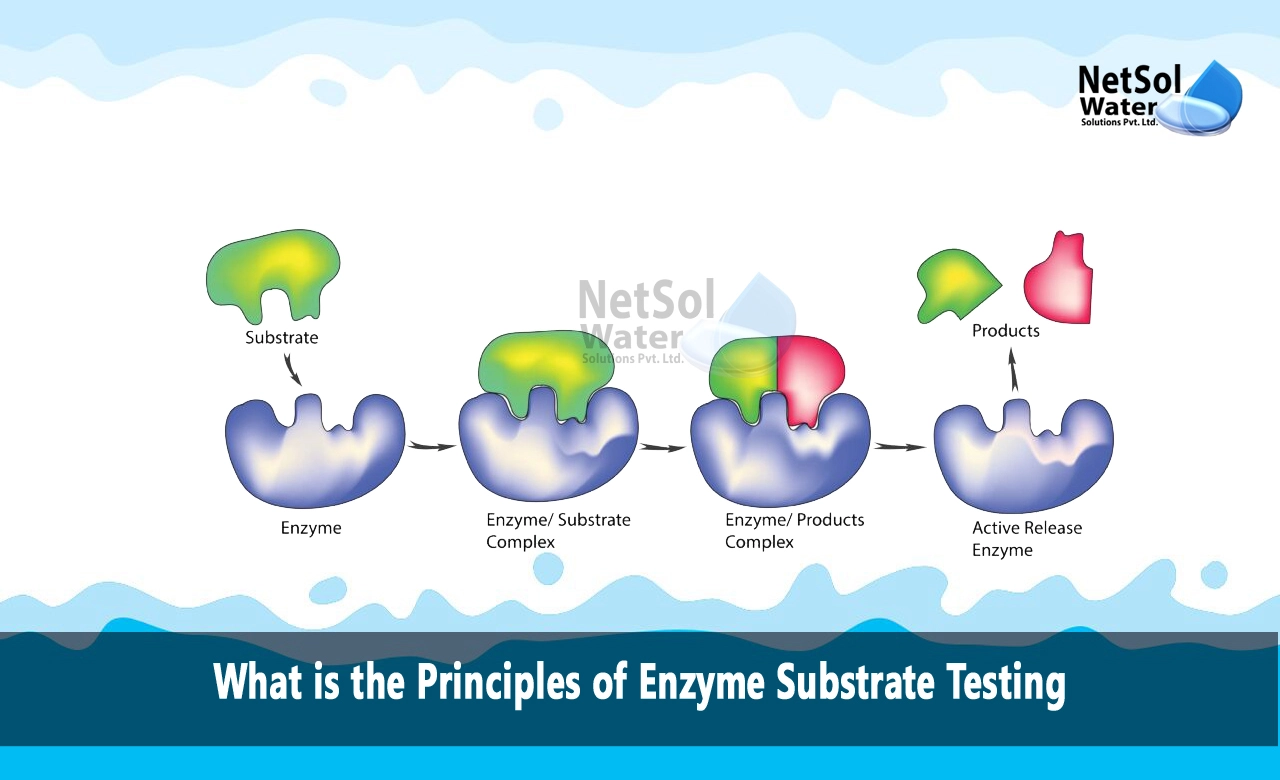 What is the Principles of Enzyme Substrate Testing, What is principle of enzyme estimation