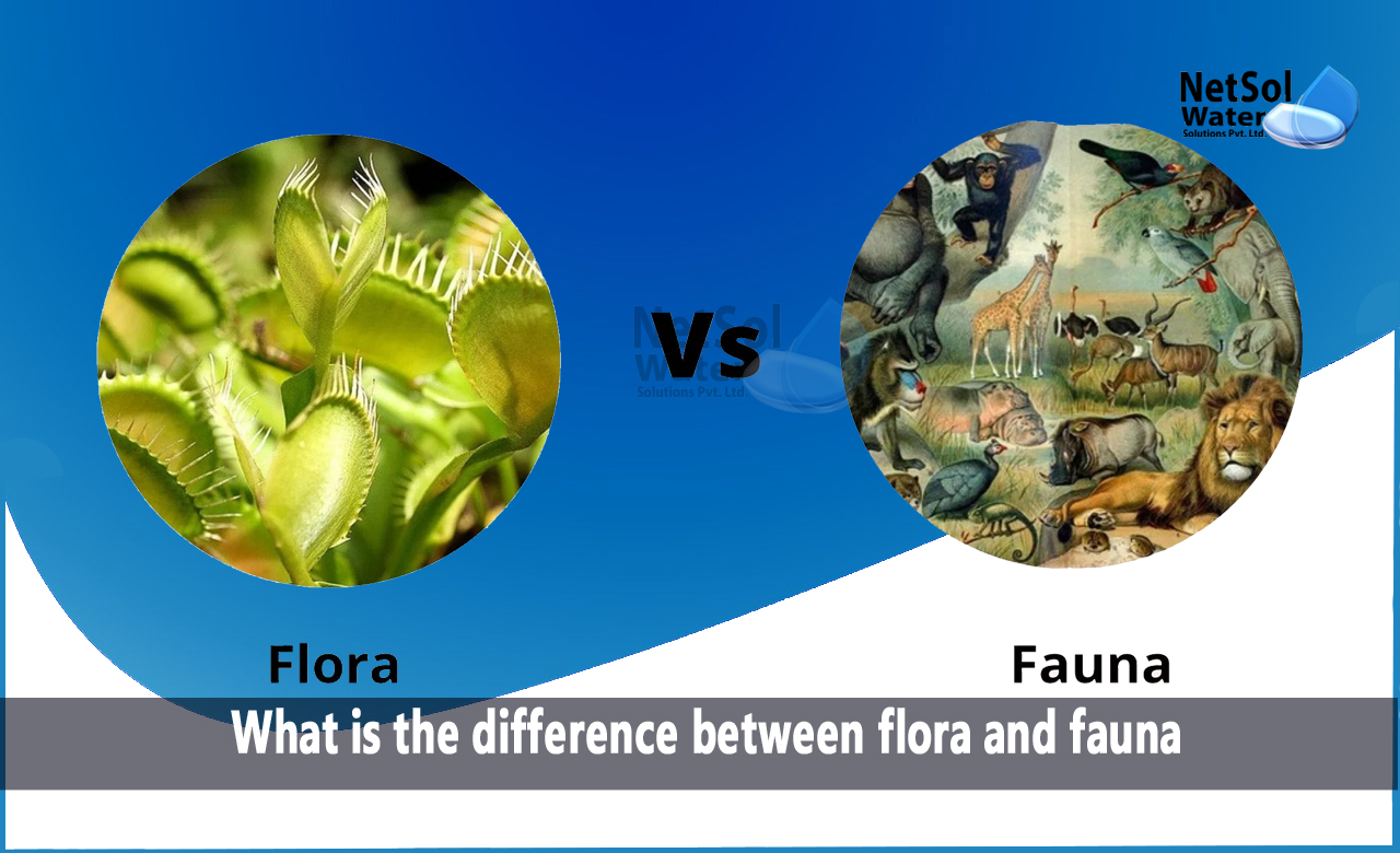 What is flora, What is fauna, What is the difference between flora and fauna