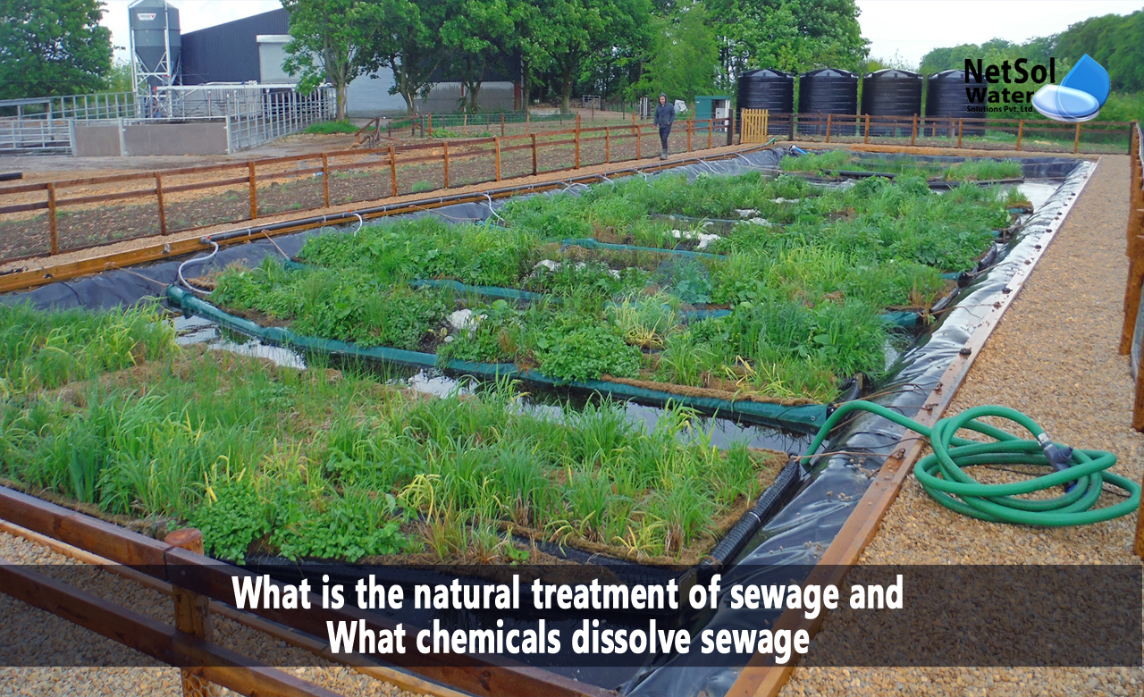 What is the natural treatment of sewage, What chemicals dissolve sewage