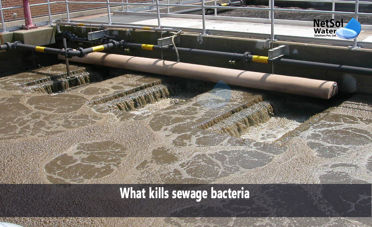 What kills sewage bacteria in water, how long does sewage contamination last, how to clean up a sewage spill outdoors