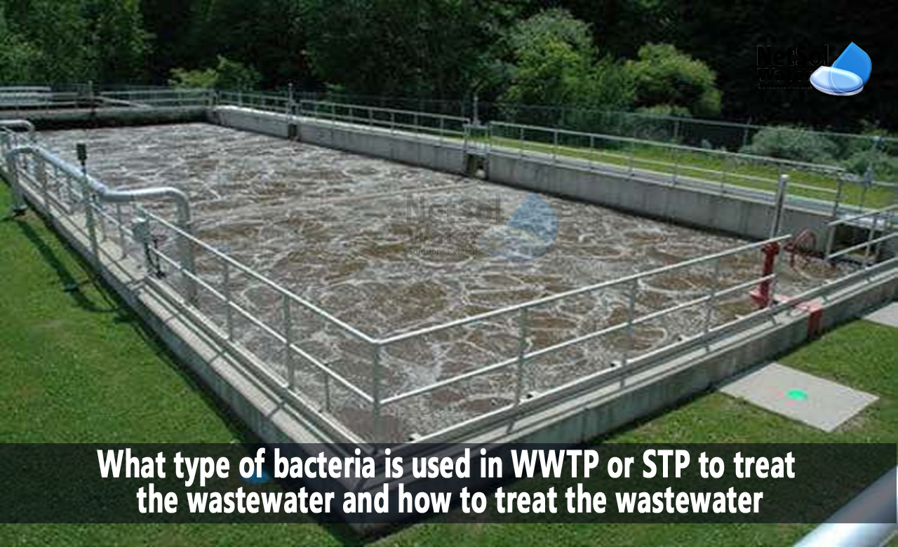 why are bacteria used in sewage treatment, list of bacteria used in sewage treatment, name the microorganisms used for sewage treatment