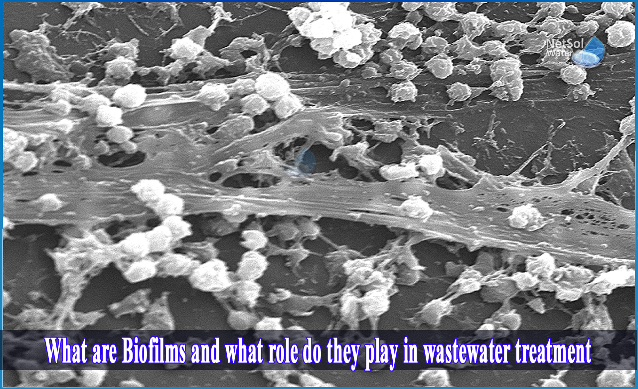 role of biofilm in wastewater treatment, what is biofilm, applications of biofilms