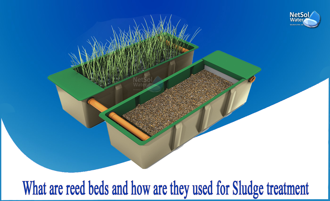 what are reed beds used, what is a reed bed sewage system, how to make a reed bed sewage system