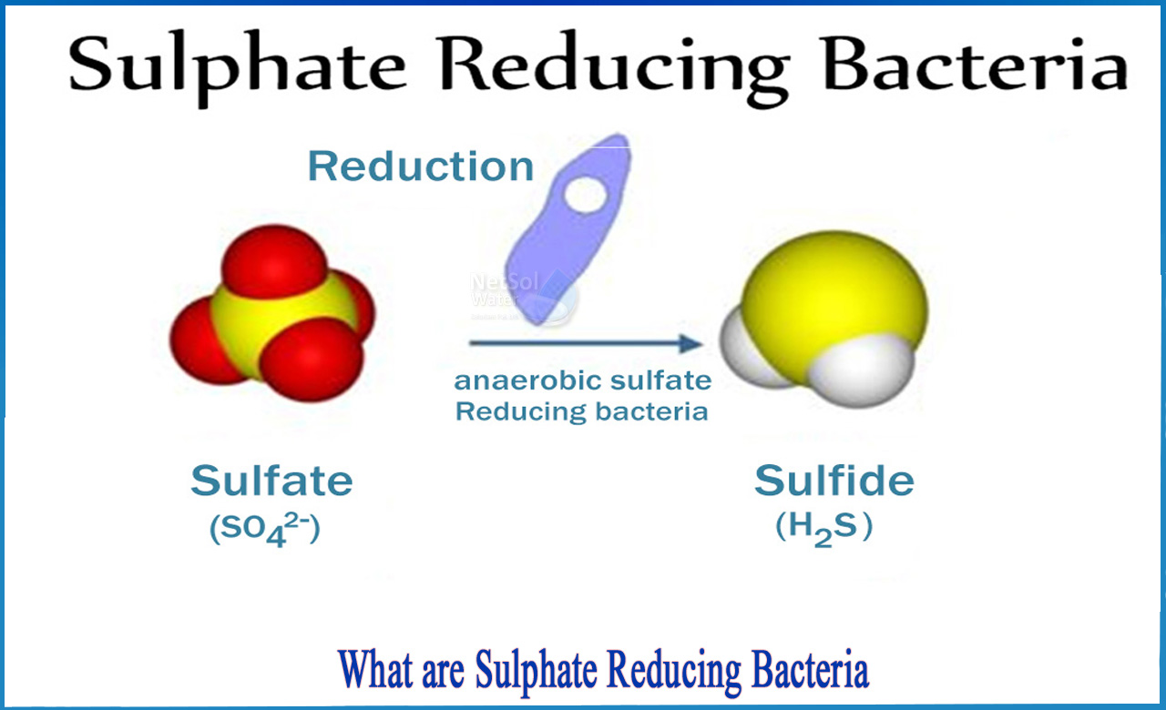 sulphate reducing bacteria test procedure, sulphate reducing bacteria in water, sulfate reducing bacteria corrosion
