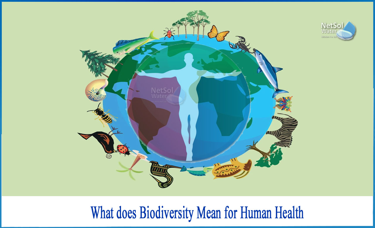 describe the importance of biodiversity to human health, importance of biodiversity in human life, how is biodiversity connected to the economy