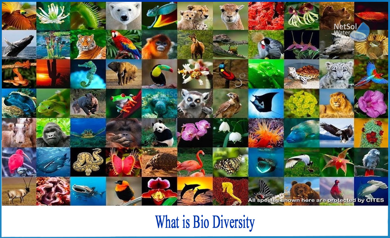 why is biodiversity important, types of biodiversity, value of biodiversity