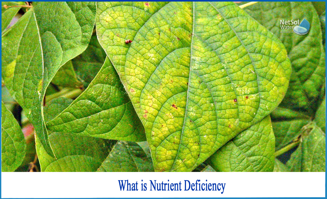what is nutrient deficiency in plants, nutrient deficiency symptoms, causes of nutritional deficiency