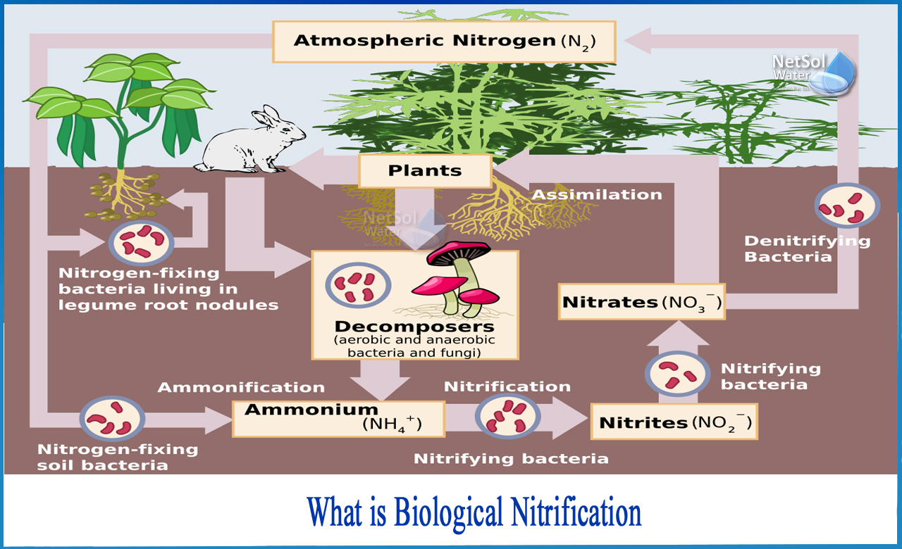 what is nitrification and denitrification in wastewater treatment, denitrification bacteria, nitrification reaction