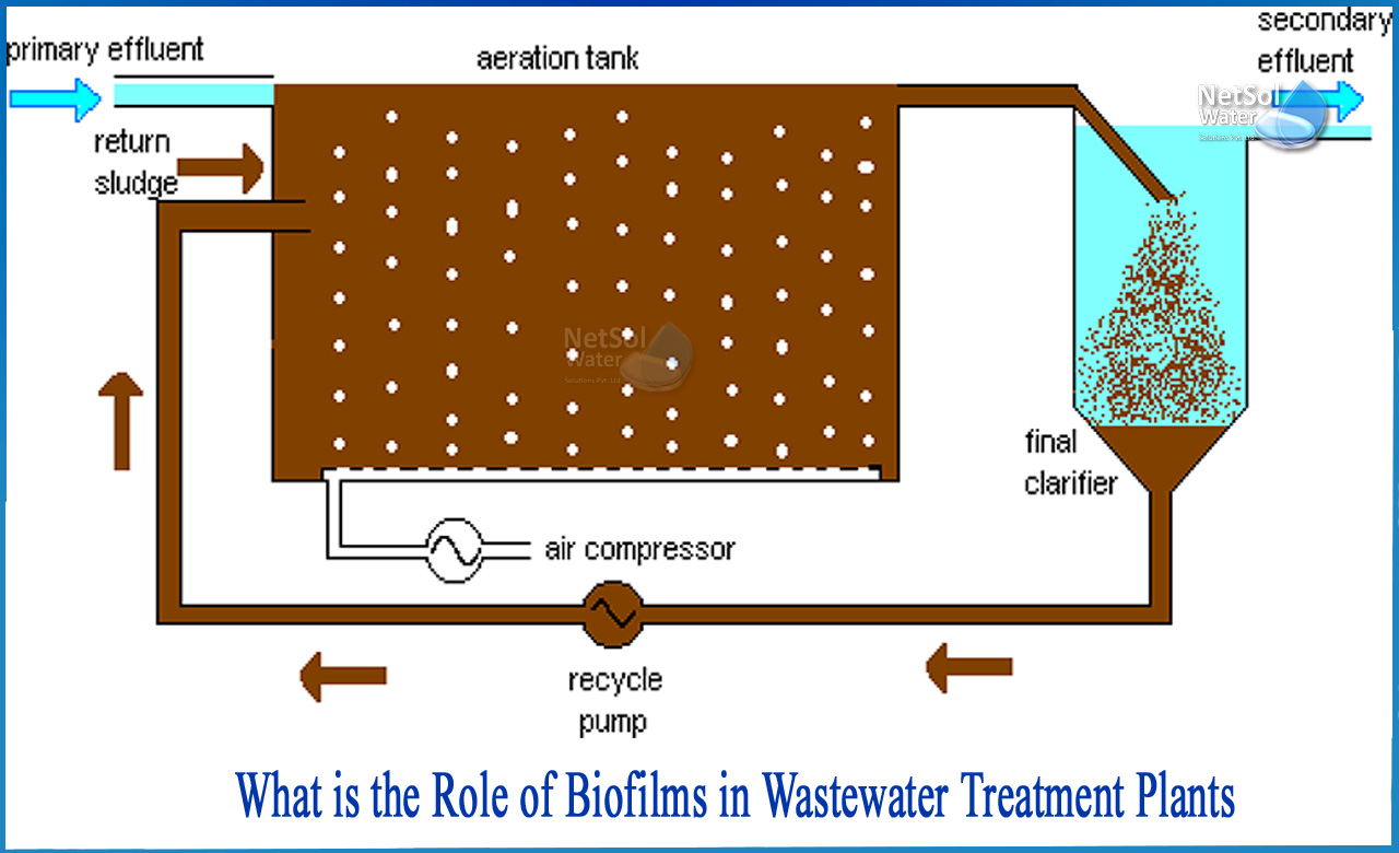 biofilms in wastewater treatment, application of microalgae in wastewater treatment, role of biofilm in aquaculture