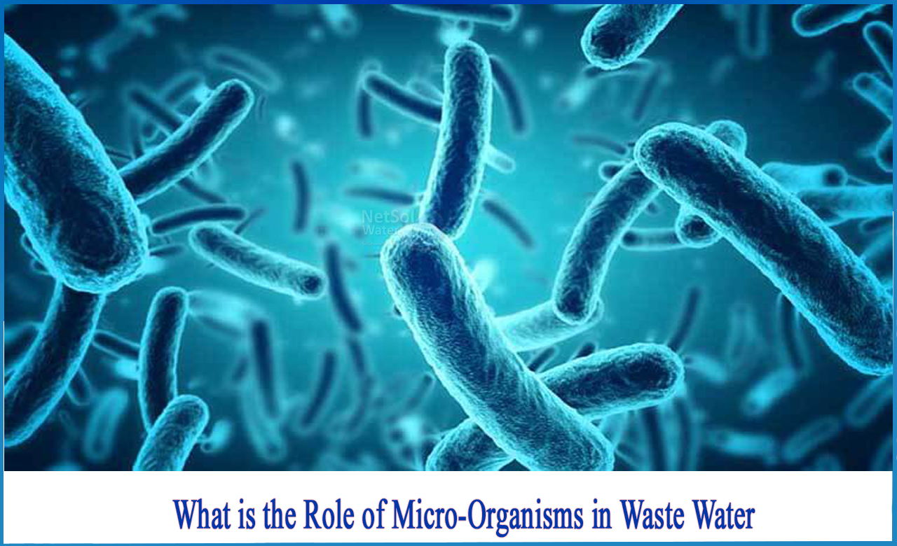 role of microorganisms in wastewater treatment, describe the role of microorganisms in sewage treatment, role of microorganisms in water