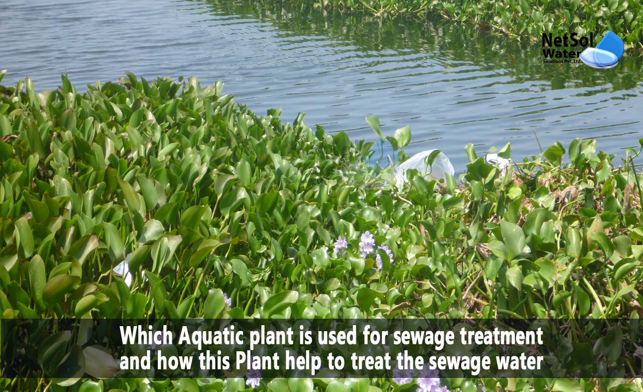 Function of Water Hyacinth in Sewage Treatment, Working Process of Water Hyacinth in Sewage Treatment