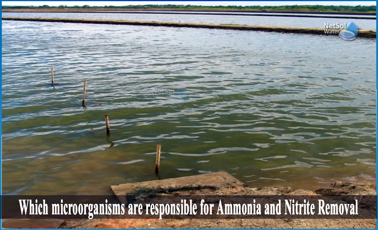which bacteria convert ammonia into nitrite, which bacteria convert nitrite to nitrate, write the name of a nitrifying bacteria