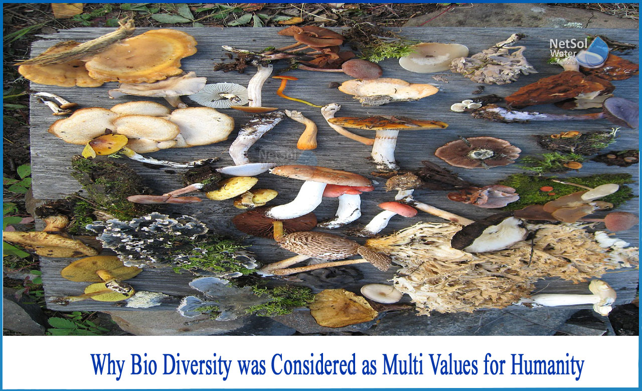 what is biodiversity, why is biodiversity important, why is biodiversity important to humans, types of biodiversity