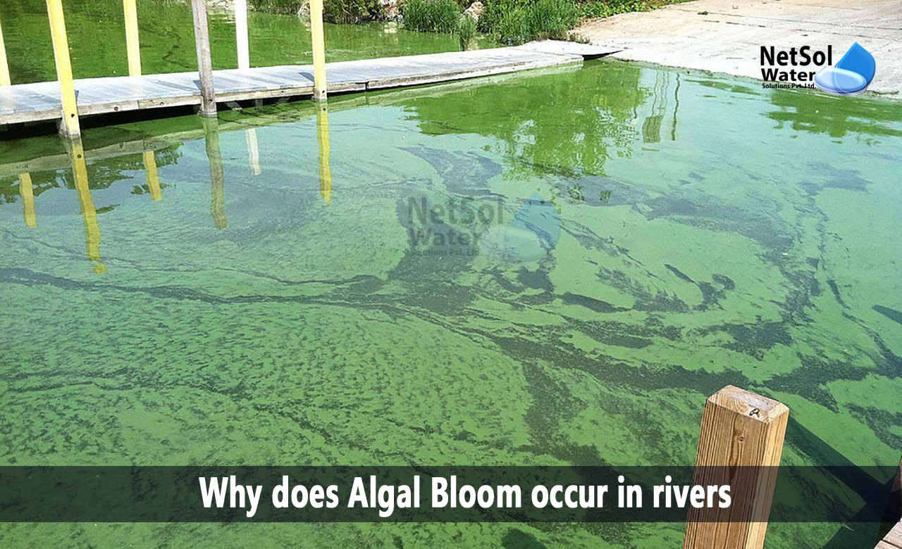 what is algal bloom, what causes algae blooms in lakes, algal bloom effects