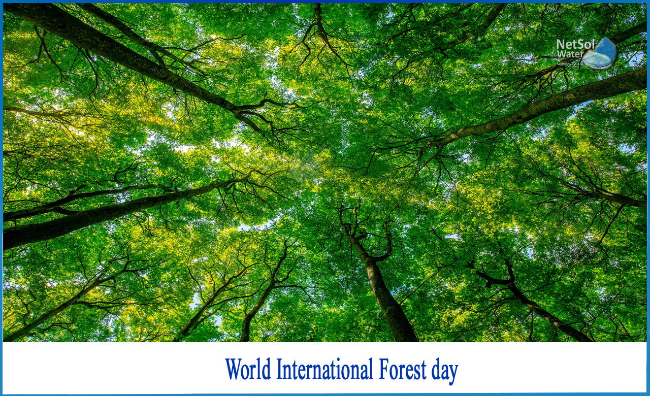 international day of forest 2022 theme, world forest day is celebrated on, international day of forests