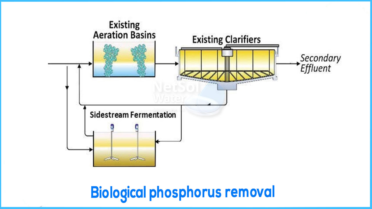 Biological phosphorus removal