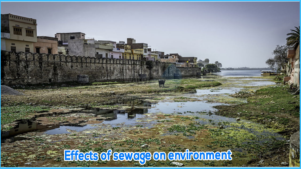 How does sewage affect the environment? Netsol's STP PLant